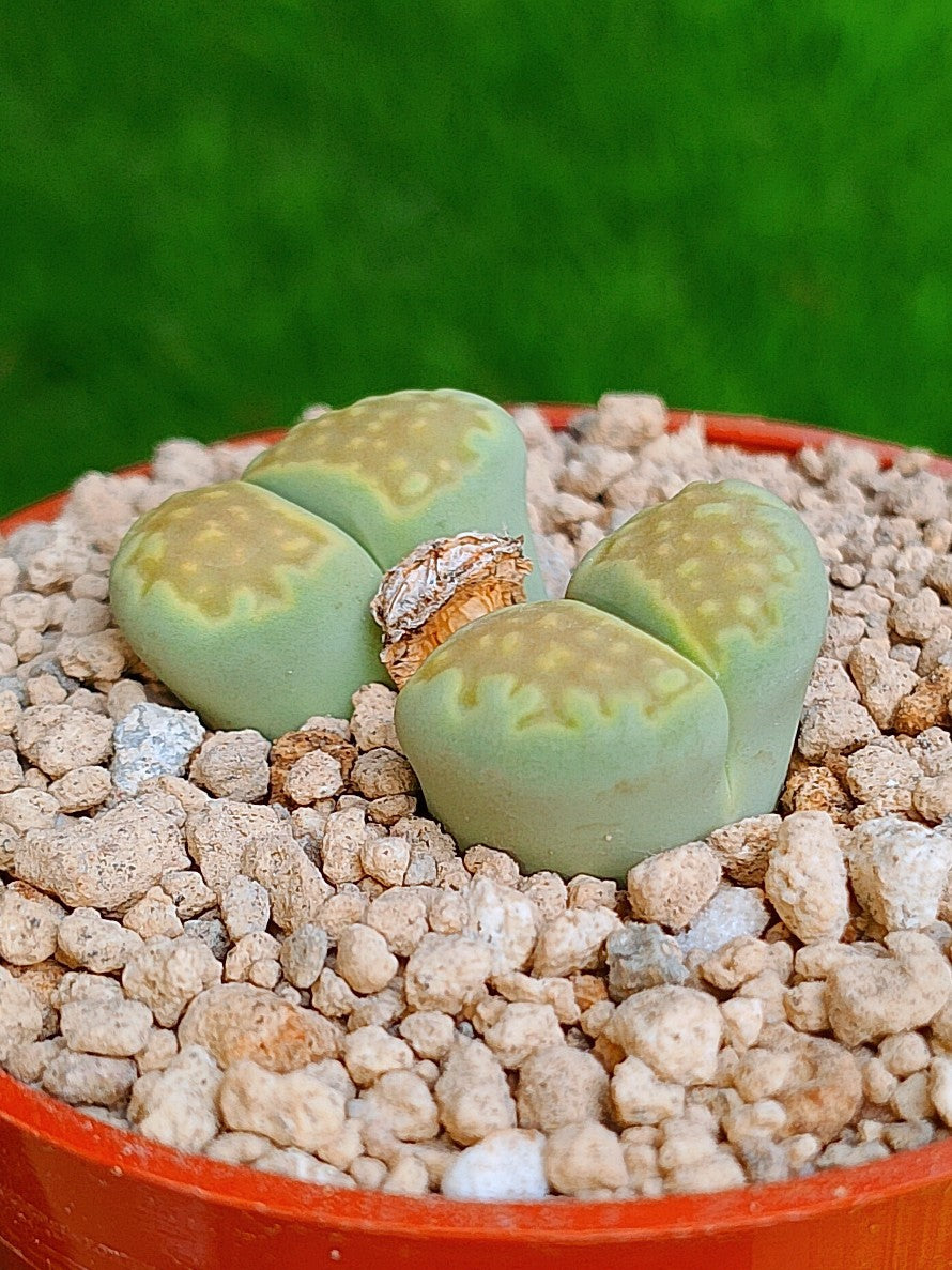 Lithops Hallii var ochracea 'Green soapstone' | 2 cabezas