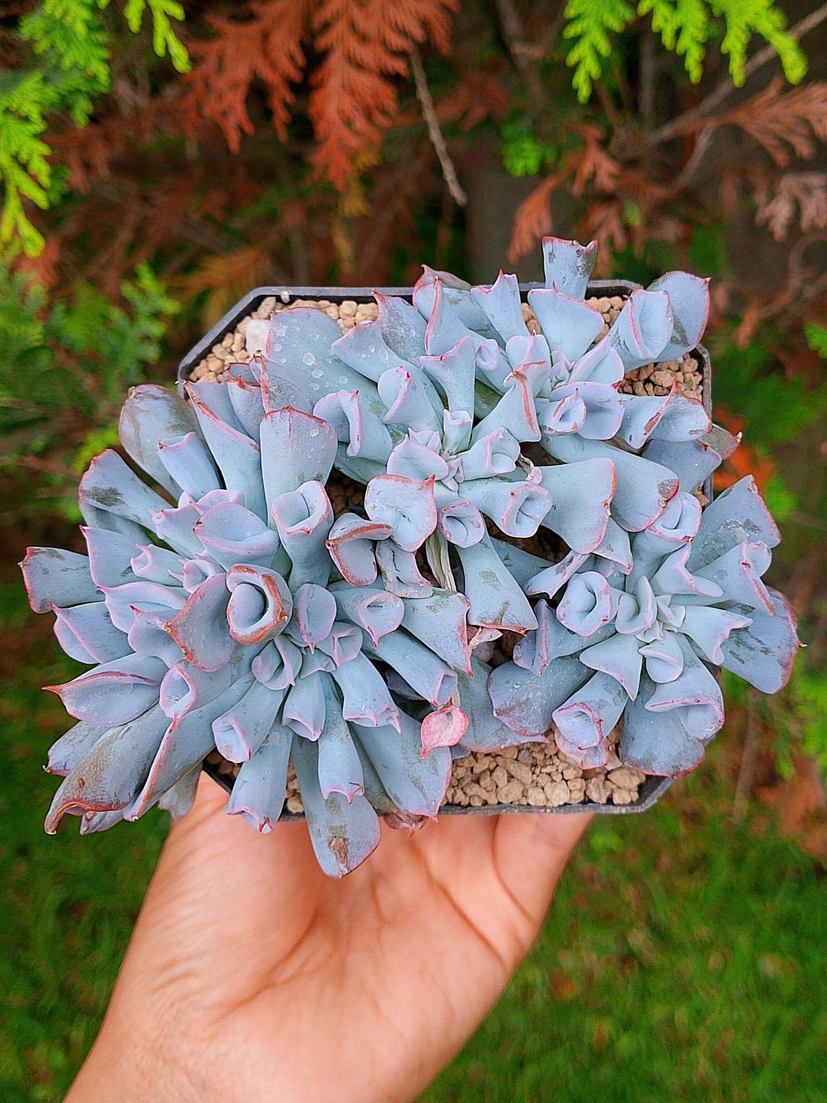 Echeveria Pig noise A | maceta 3.5"