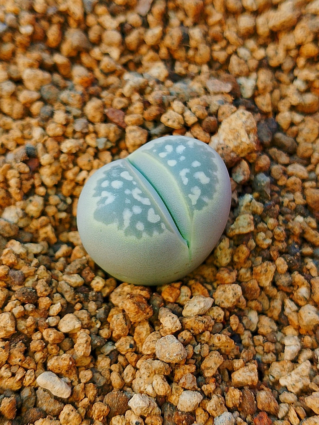 C109 Lithops olivacea v. olivacea