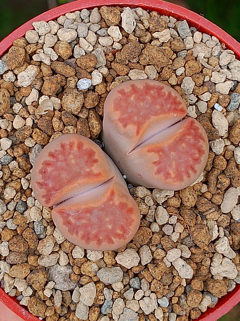 Lithops Hallii  | 2 cabezas