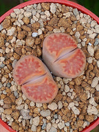 Lithops Hallii  | 2 cabezas