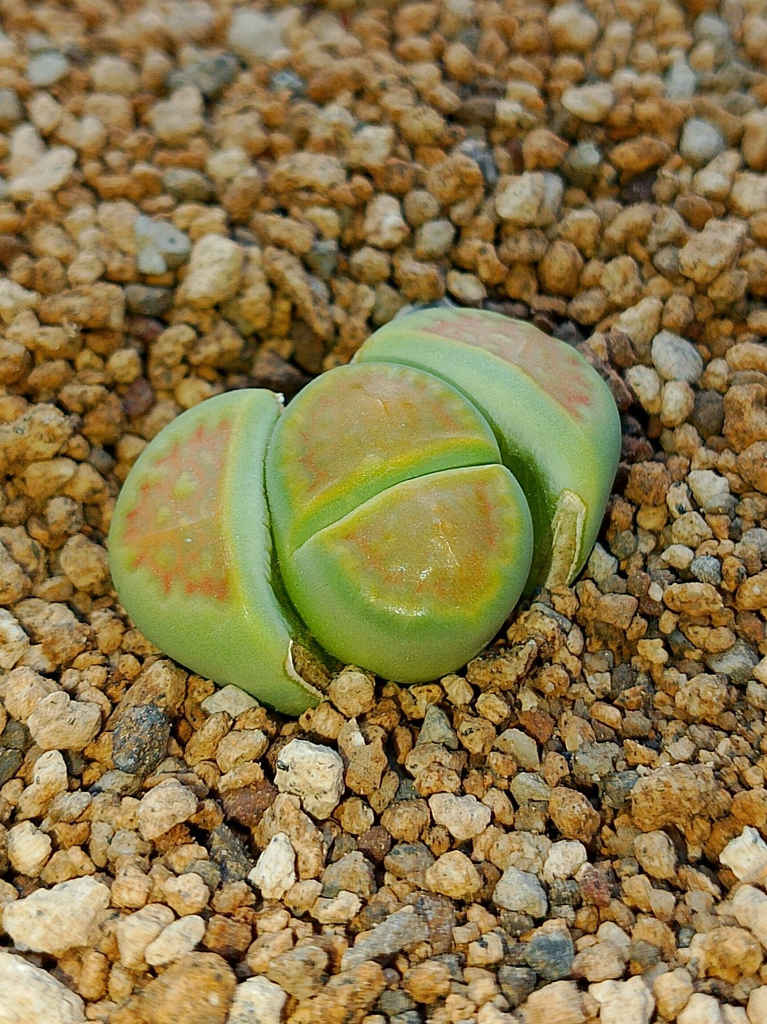 C111A Lithops hallii v. ochracea 'Green Soapstone'