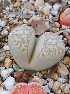 C252 	Lithops marmorata v. elisae