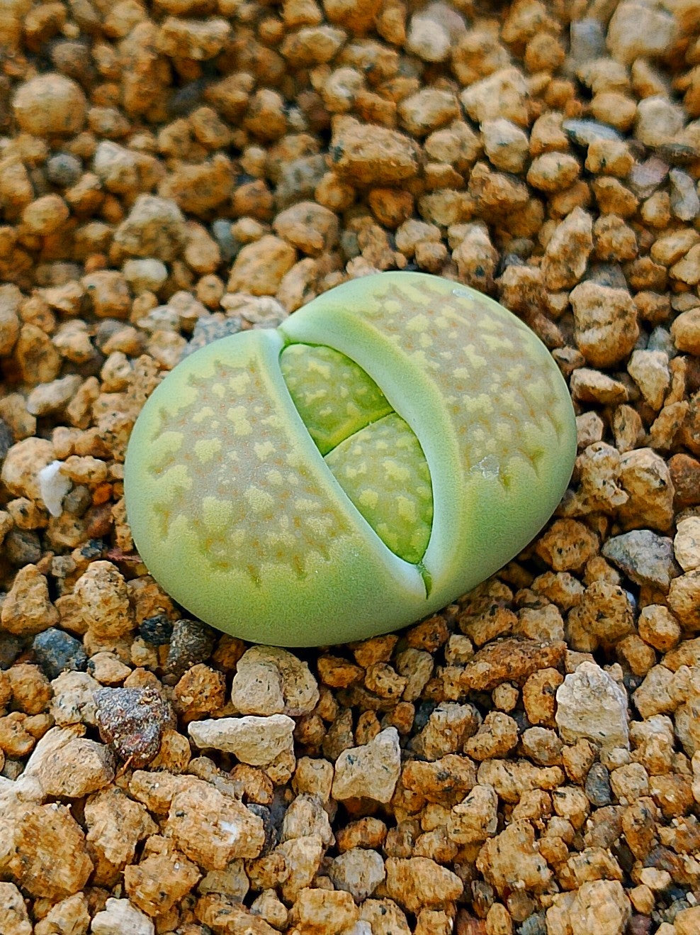 C111A Lithops hallii v. ochracea 'Green Soapstone'