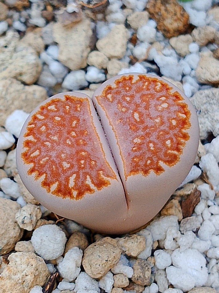 C063 	Lithops julii ssp. julii A