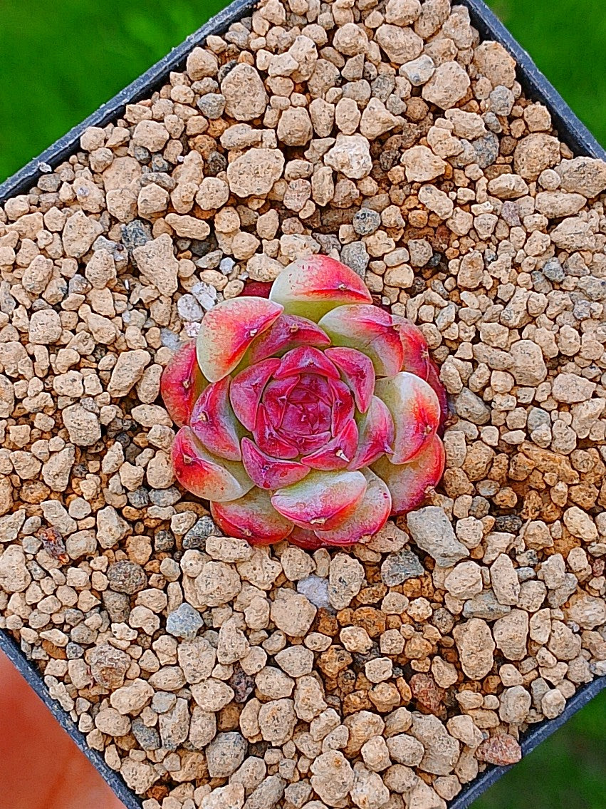 Echeveria Marcel mini | maceta 2"