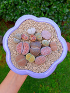 Paquete lithops Mix - circular C