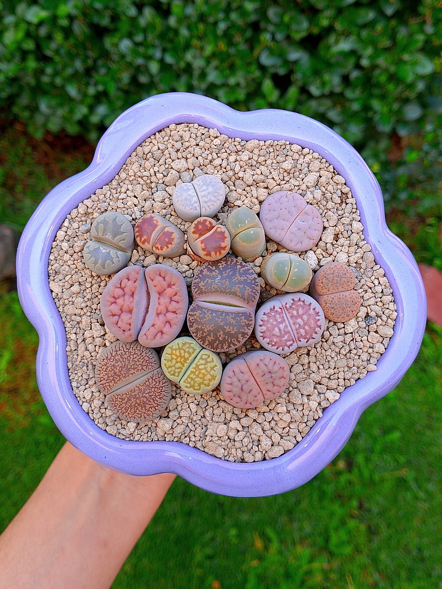 Paquete lithops Mix - circular C