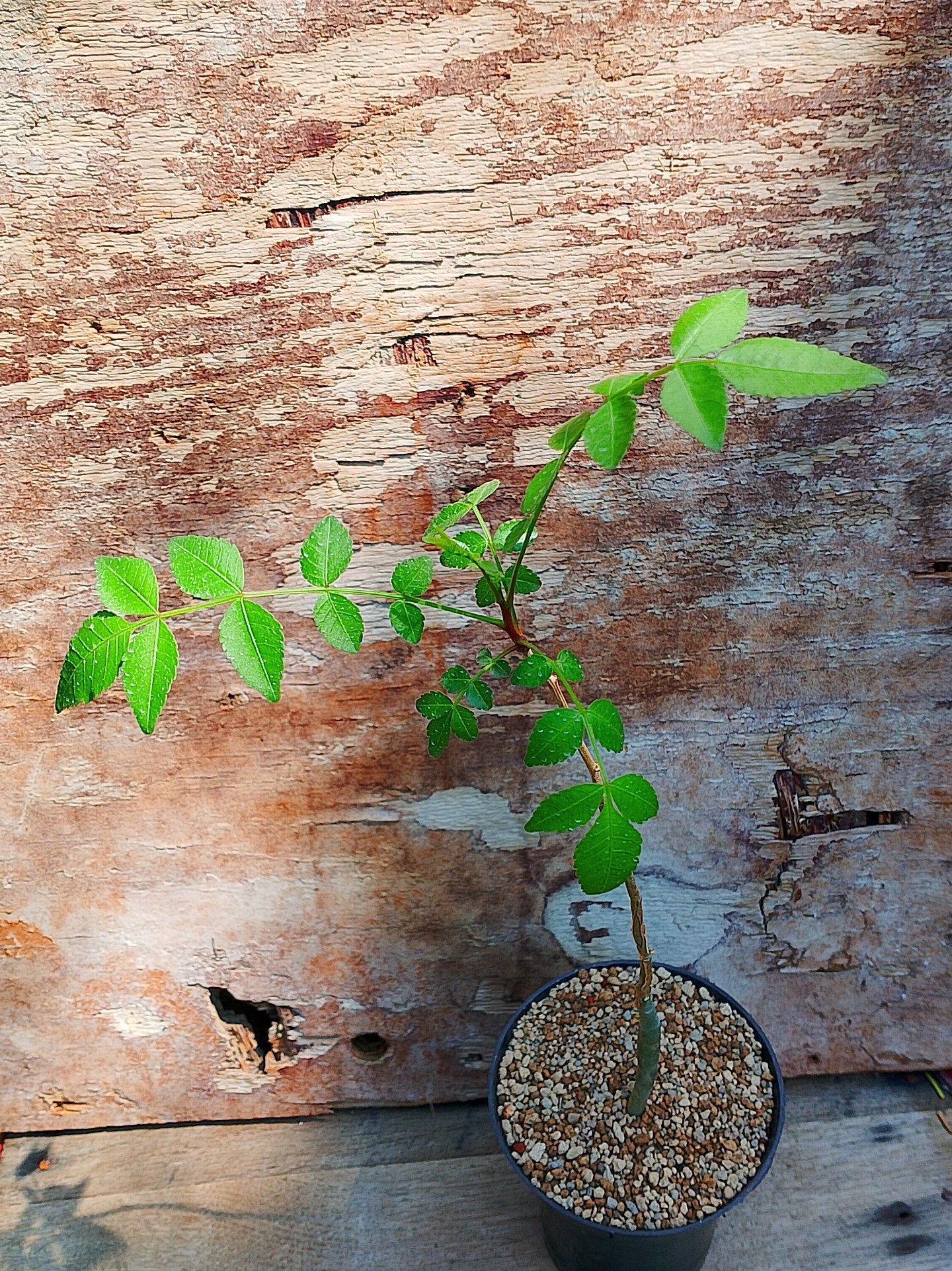 Bursera fagaroides