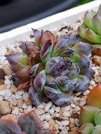 Echeveria Gemstone D