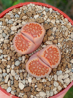 Lithops Julii | 2 cabezas