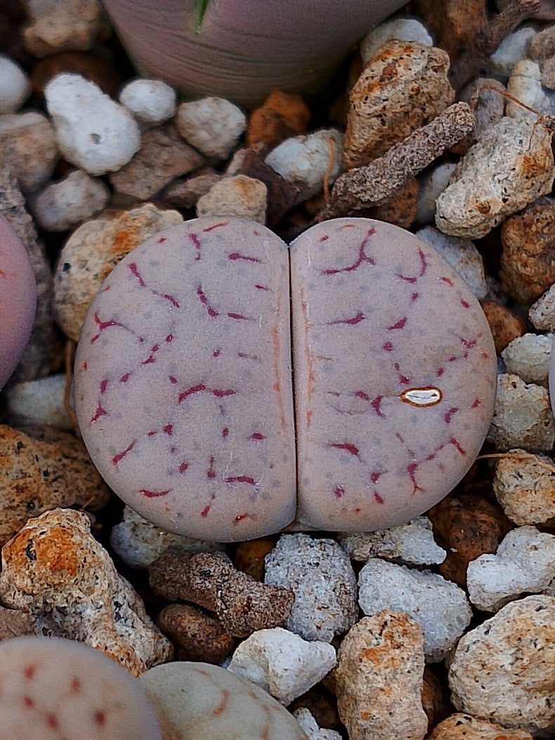 C264 	Lithops pseudotruncatella ssp. pseudotruncatella v. pseudotruncatella (pallid Form)