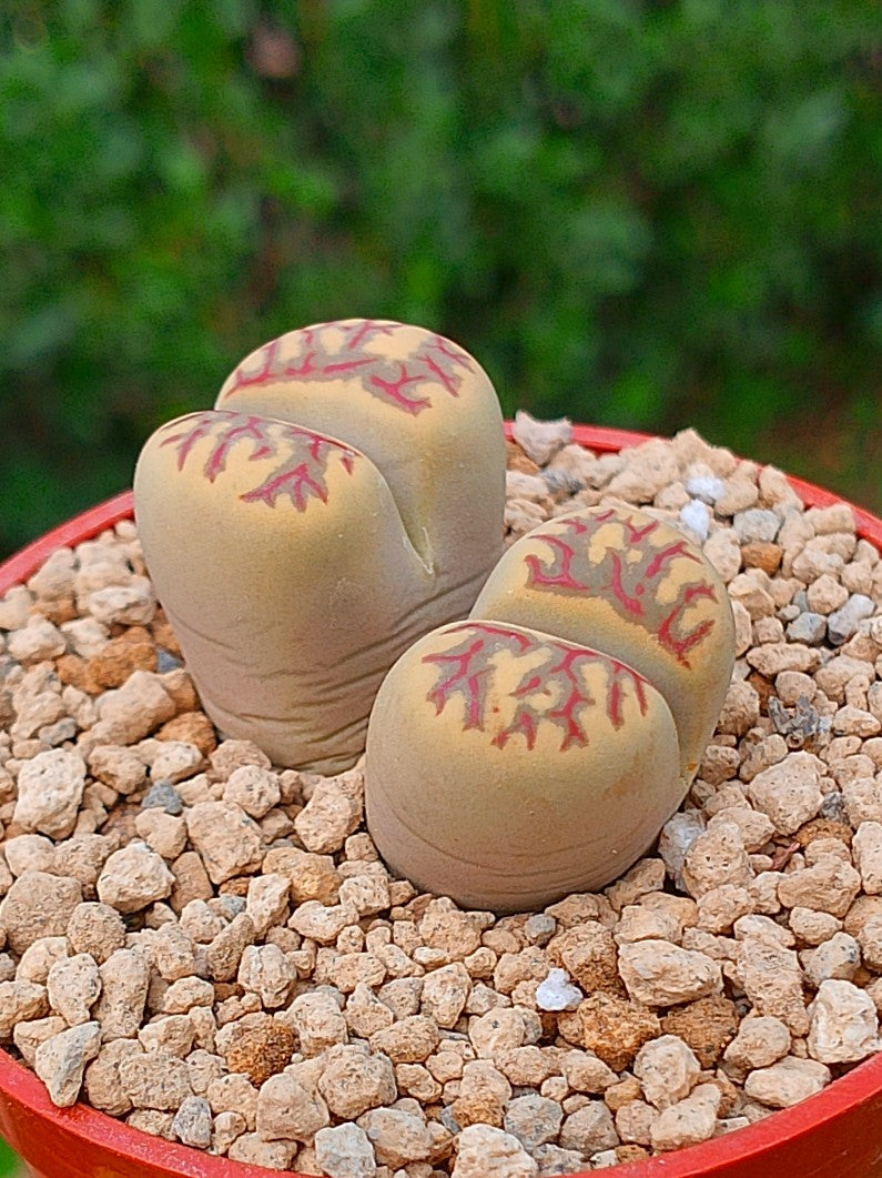Lithops Dorotheae | 2 cabezas