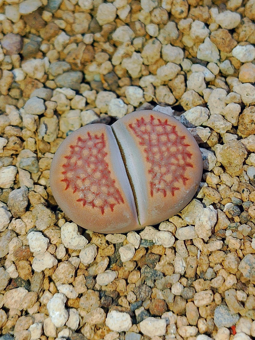 C098 	Lithops hallii v. ochracea