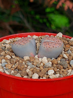 Lithops Fulviceps| 2 cabezas