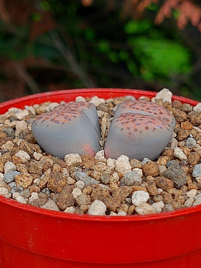 Lithops Fulviceps| 2 cabezas