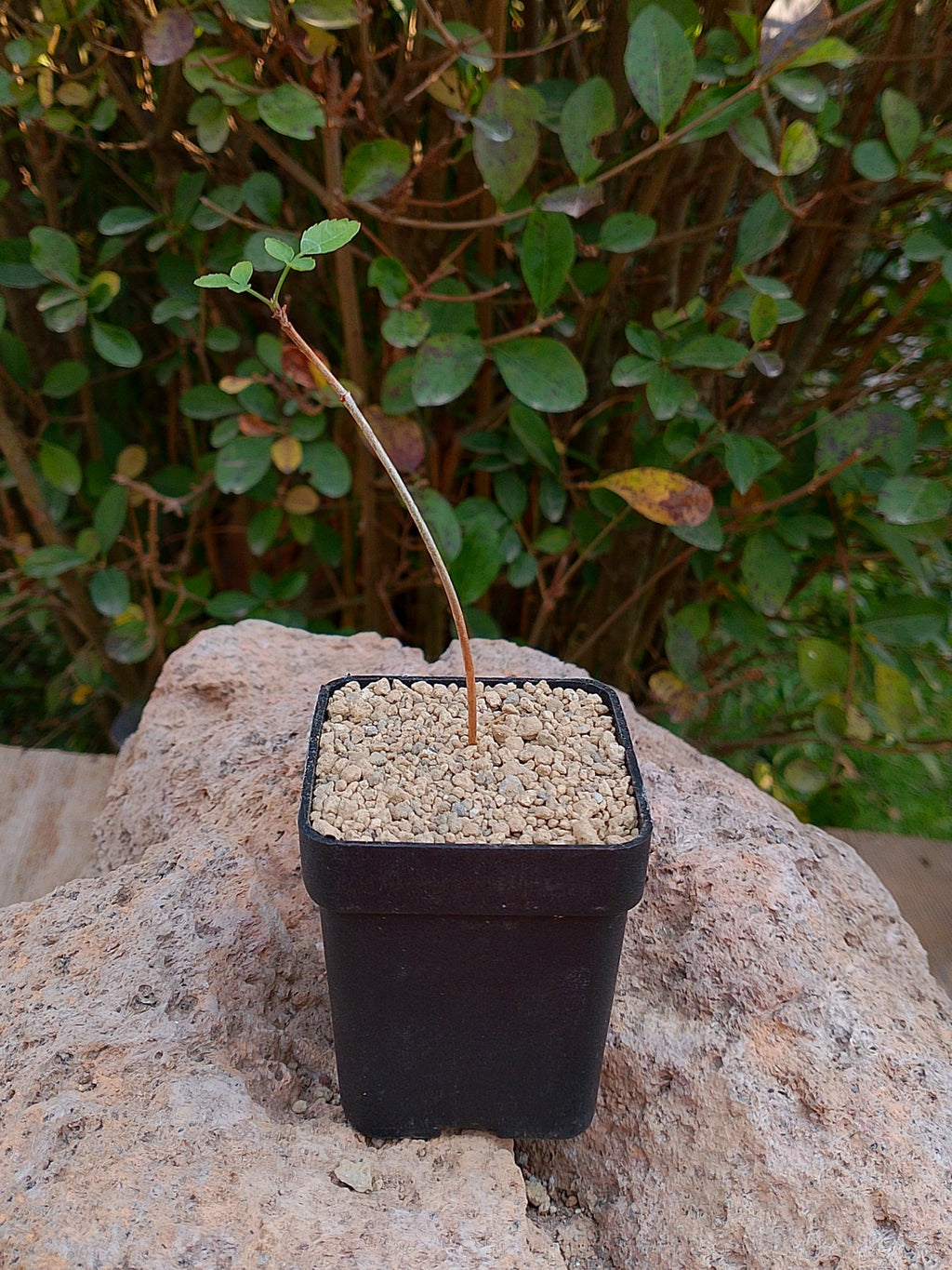 Bursera fagaroides
