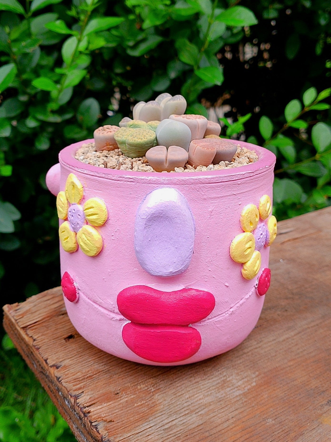 Paquete lithops Mix - Flores amarillas A