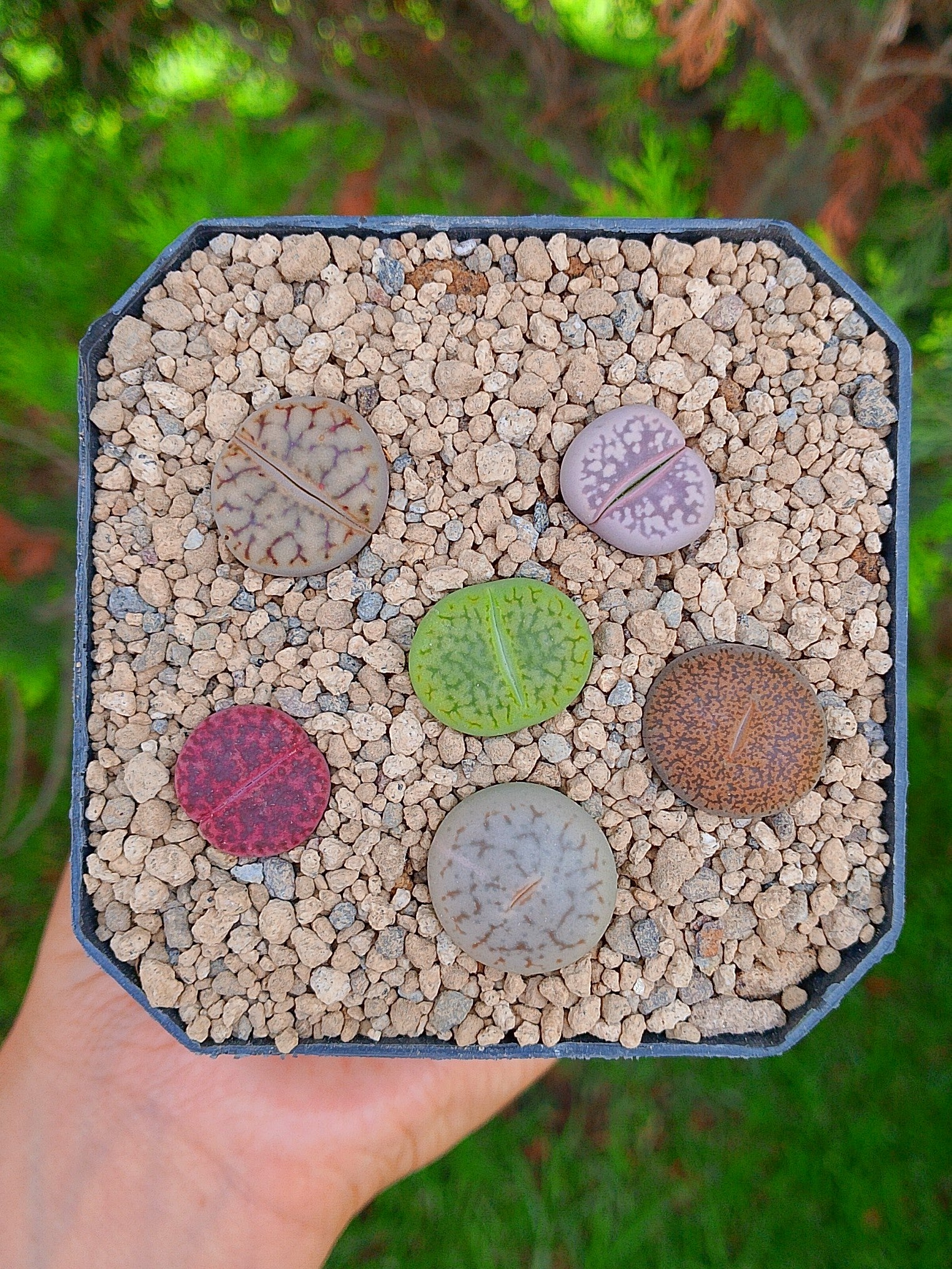 Paquete lithops cultivares B| maceta de 3.5"