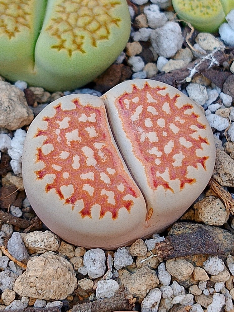 C064 	Lithops julii ssp. julii C