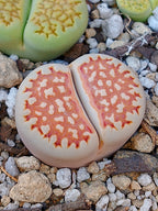 C064 	Lithops julii ssp. julii C