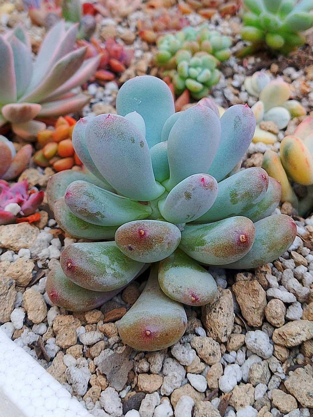 Pachyphytum Bubble gum| maceta 3"