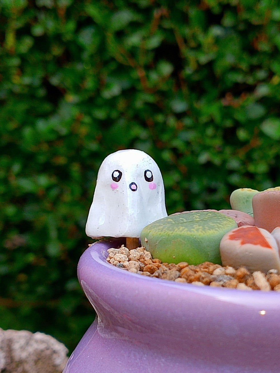 Paquete lithops Mix - Caldero fantasma