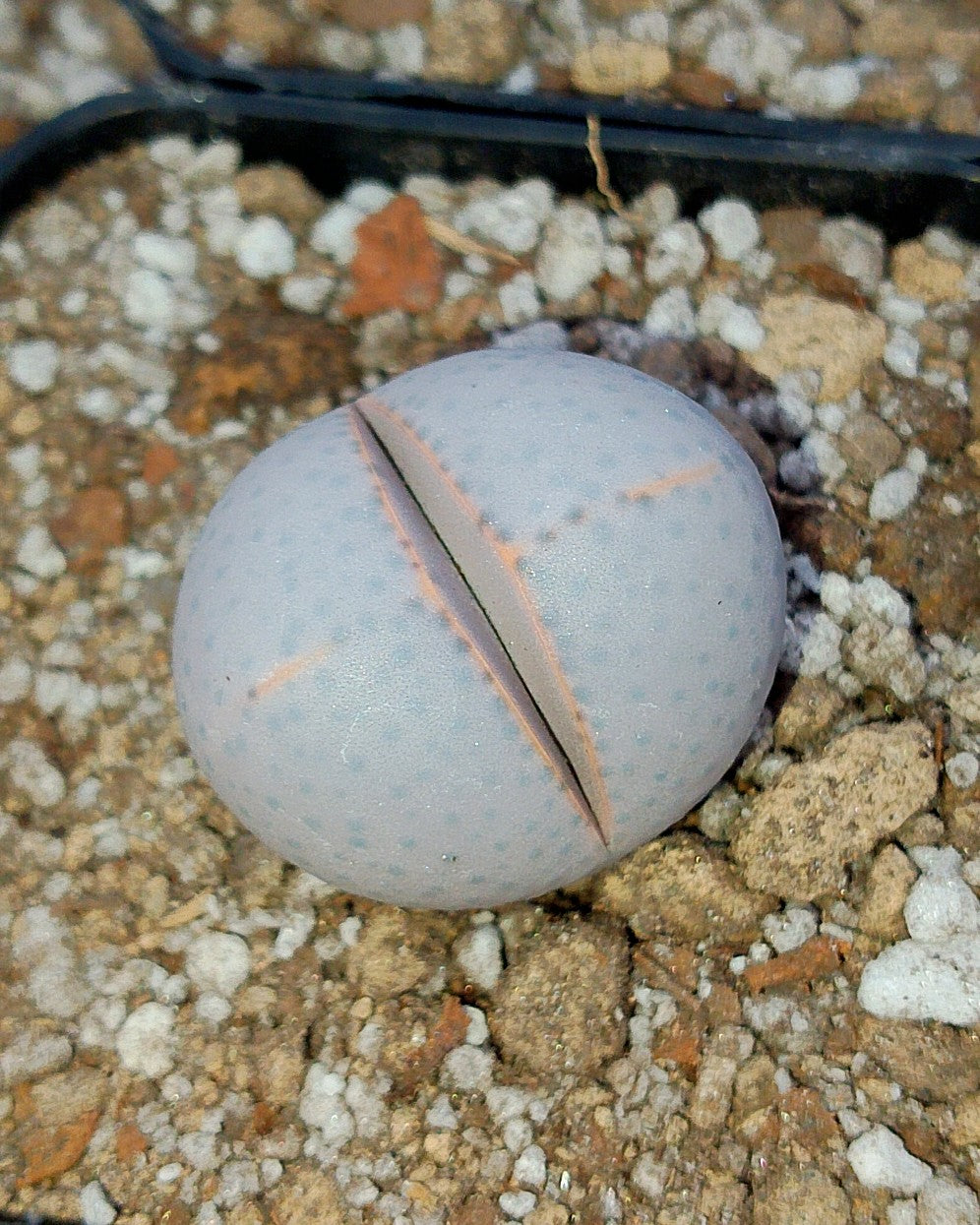 Dinterantus Wilmotianus
