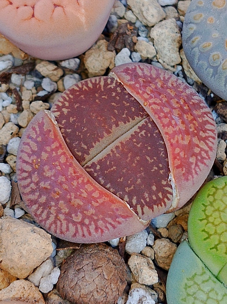C048 	Lithops aucampiae ssp. euniceae v. euniceae (rojo)