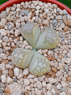 Lithops Geyeri | 2 cabezas