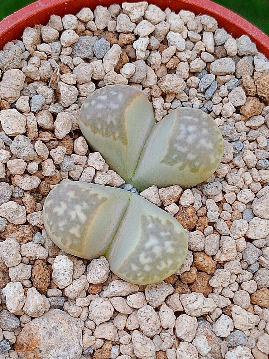 Lithops Geyeri | 2 cabezas