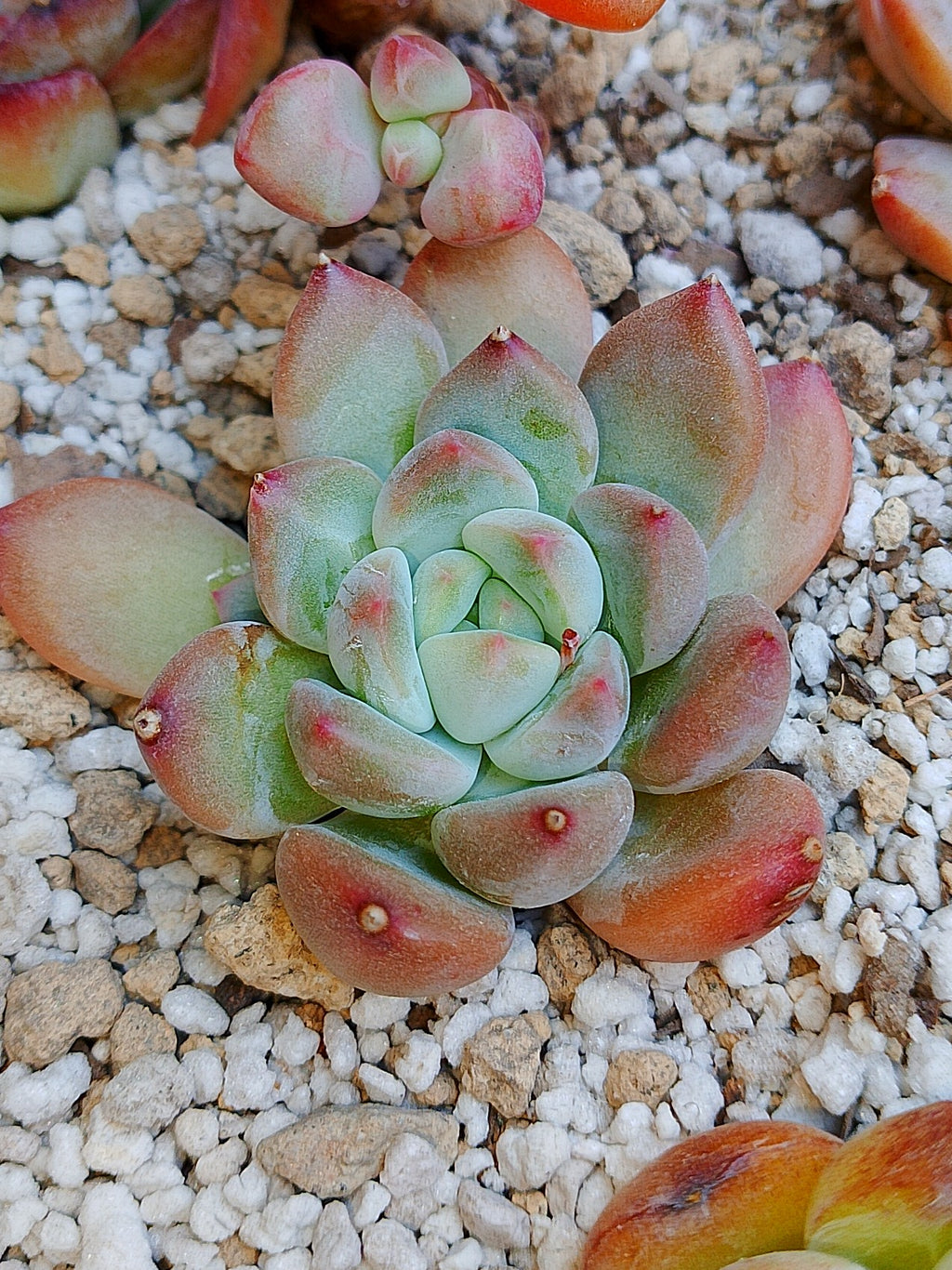 Echeveria Maverick A