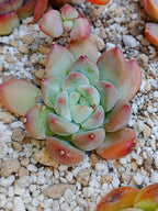 Echeveria Maverick A