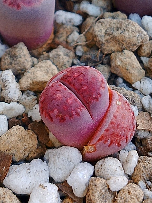 Lithops Salicola 'Satos Violet' 1.5 años
