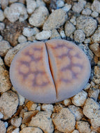 C408 	Lithops karasmontana ssp. karasmontana v. karasmontana