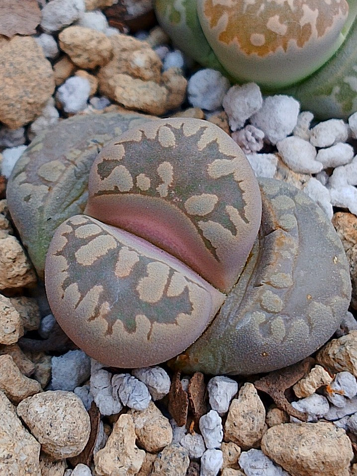C280 	Lithops otzeniana