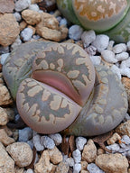 C280 	Lithops otzeniana