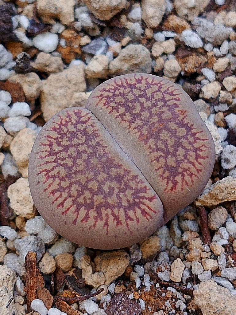 C048 	Lithops aucampiae ssp. euniceae v. euniceae A