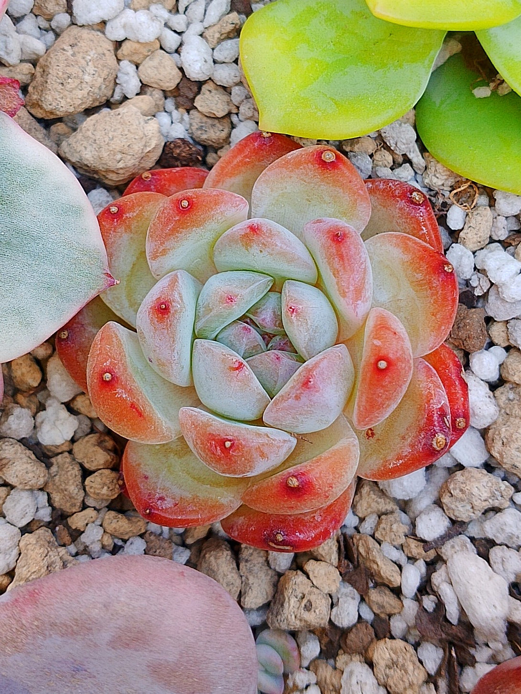 Echeveria Jennie | maceta 3"
