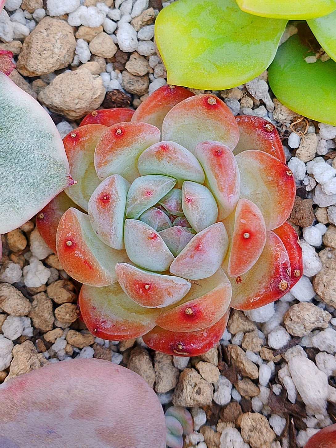 Echeveria Jennie | maceta 3"