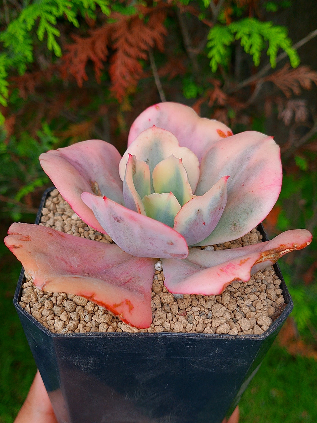 Echeveria Suyon White var| maceta 3.5"