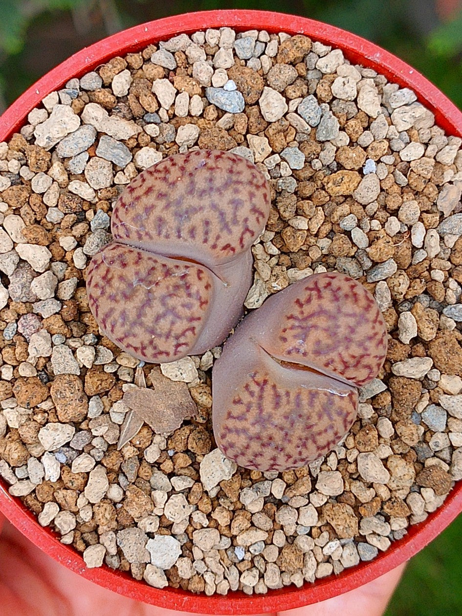 Lithops Bromfieldii | 2 cabezas