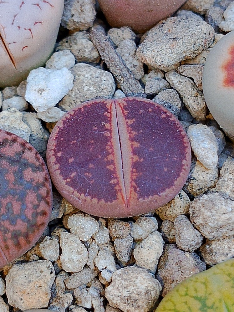 Lithops aucampiae 'Halo' (Antes Lithops Aucampiae 'KO'