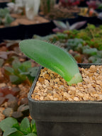 Haemanthus albiflos (bulbo) | maceta 2"