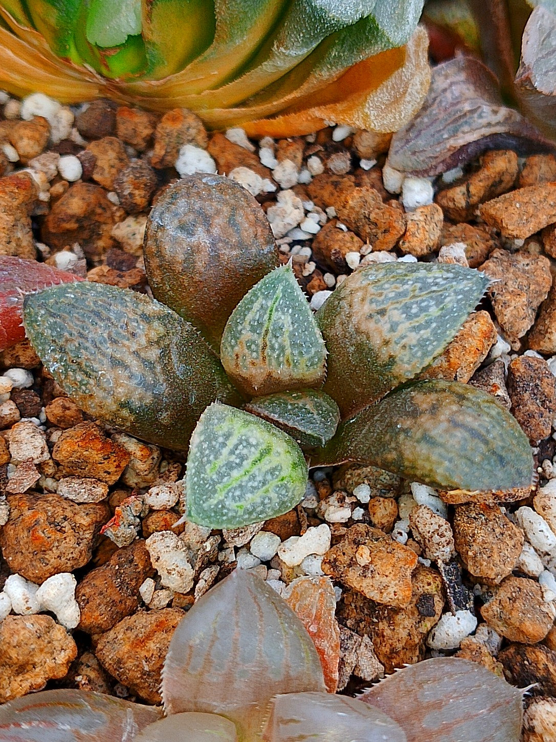 Haworthia RG L | maceta 2"