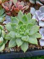 Echeveria Moire | maceta 3"