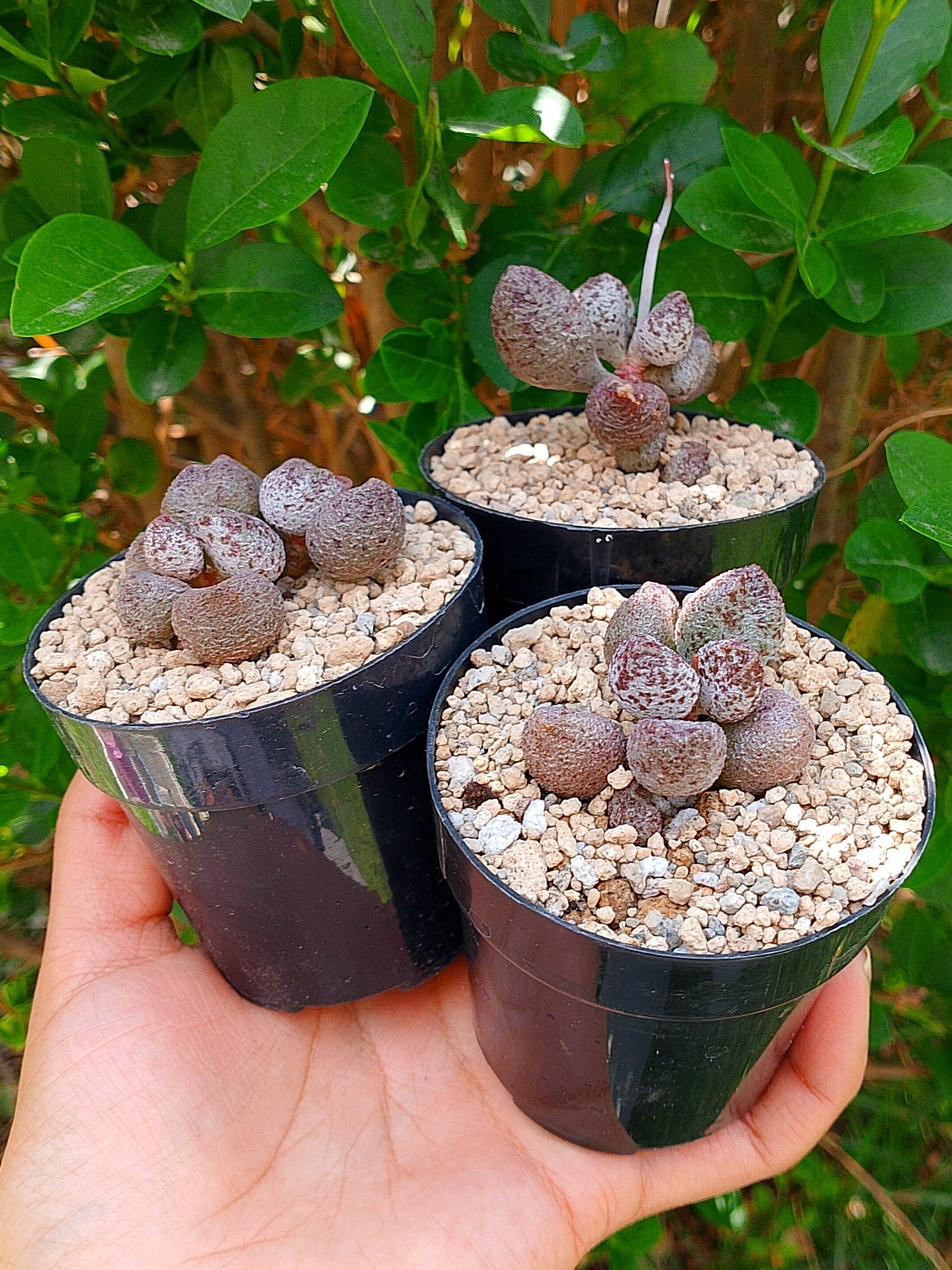 Adromiscus herrei