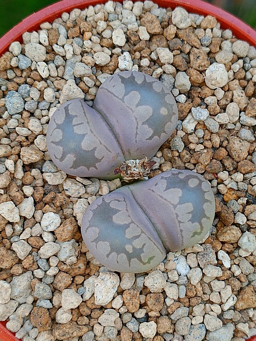 C280 Lithops Otzeniana | 2 cabezas