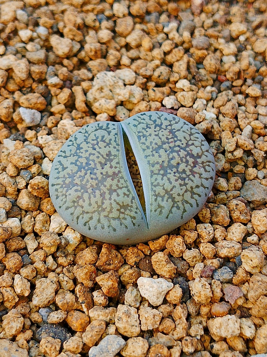 C047 	Lithops lesliei ssp. lesliei v. venteri