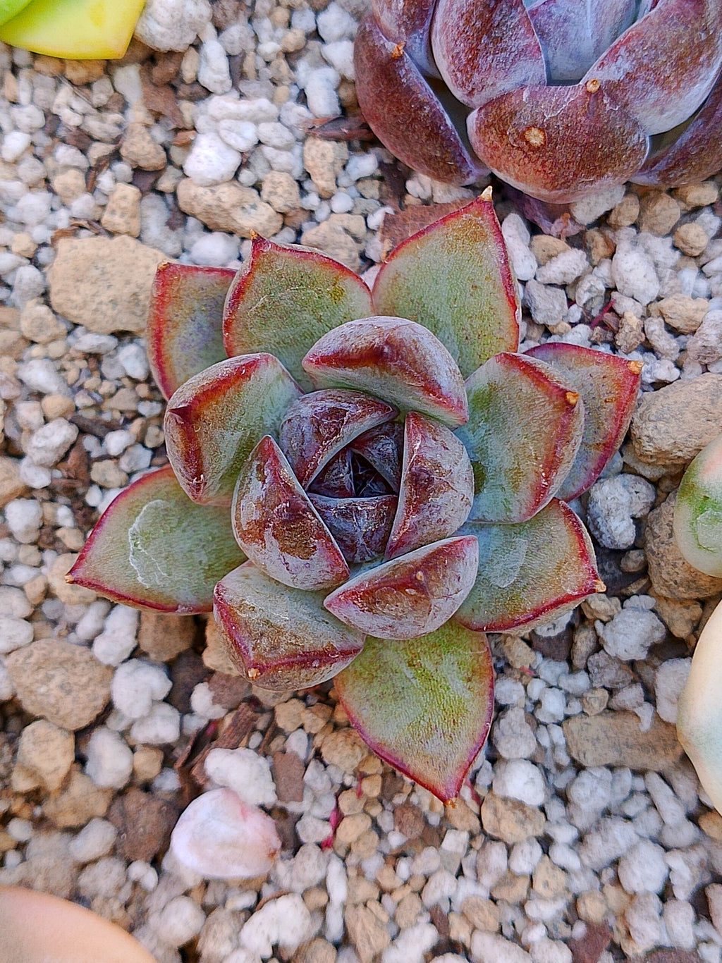 Echeveria Yuna | maceta 3"